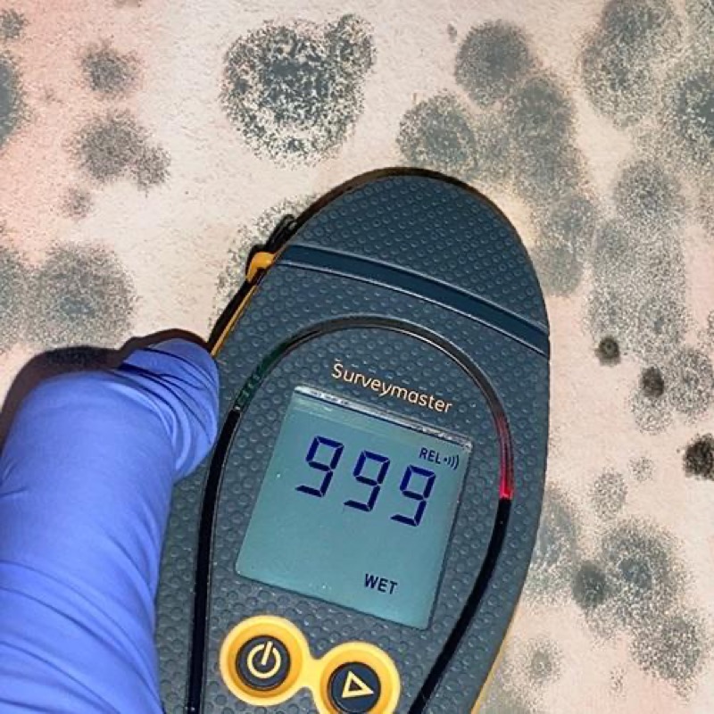 Homeowner reviewing insurance policy documents at kitchen table with mold remediation report